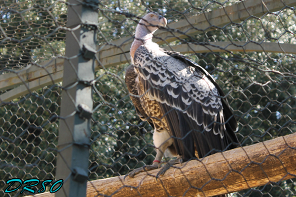 Bioparco di Roma: quali specie di avvoltoi???